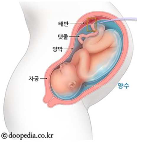 아기의 보금자리 양수에 대한 모든 것